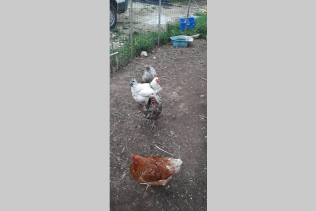 16Bis 1Ch, 2-4Pers, Jardin Les Gites Bigoudens Ploneour-Lanvern Экстерьер фото